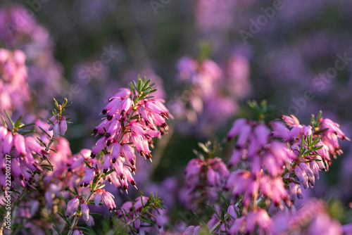 Pink winter heath flowers against a softly blurred background
