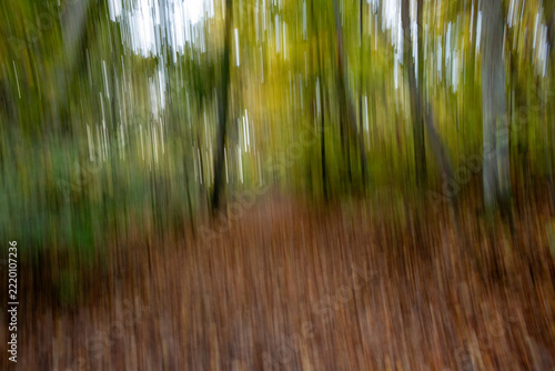 Blurred autumn woodland with yellow foliage and brown forest floor