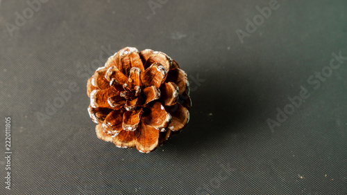 Single brown pine cone with snowy white tips on dark background