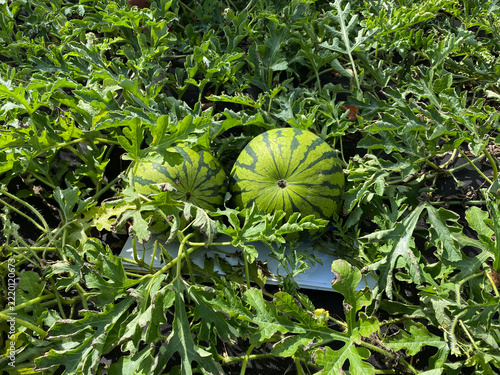 Close-up of a harvest of striped watermelons in the garden bed.