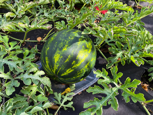 Close-up of a harvest of striped watermelons in the garden bed.