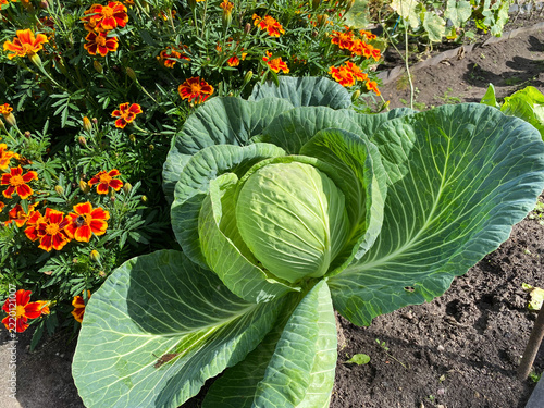 Cabbage growing process; close-up of a cabbage head in a garden bed.