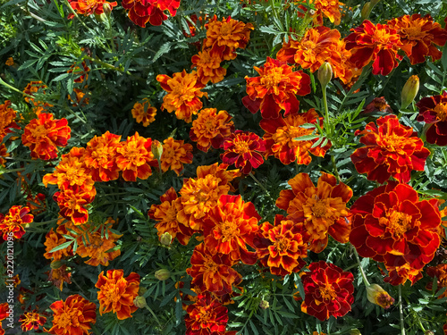 Insects pollinate the bright red marigold flowers. A bumblebee and butterflies hover over the flowers on a sunny day.