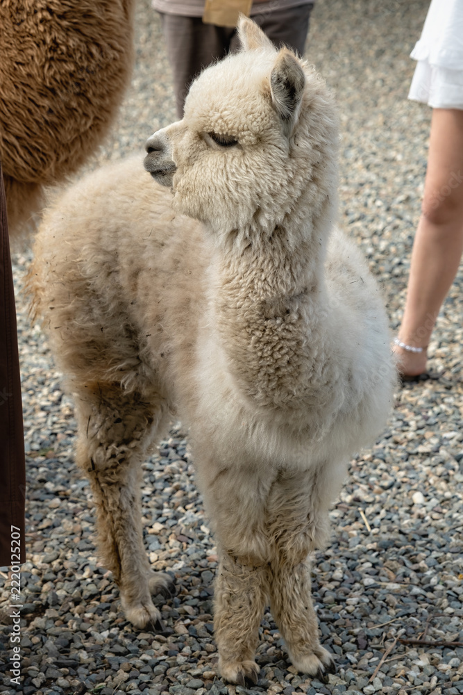 Fototapeta premium Fluffy Alpaca Standing on Gravel Path Near People