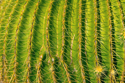 Barrel cactus showing radial spines in closeup detail