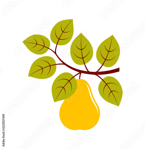 Flat vector illustration of ripe yellow pear hanging from tree branch, isolated on white background.