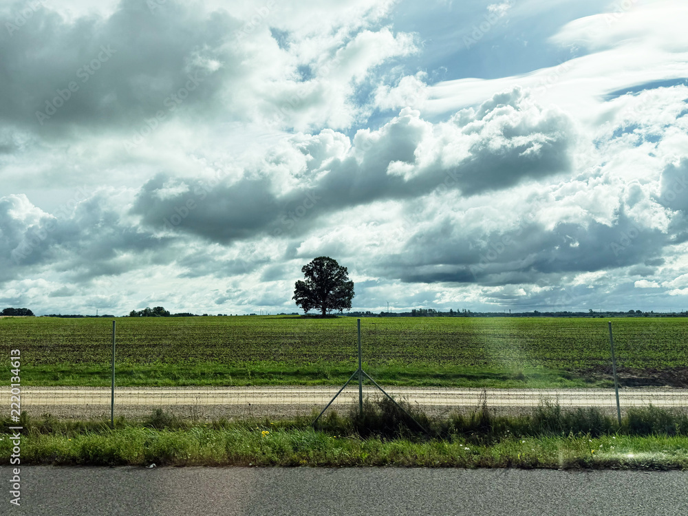 Naklejka premium Tree stands alone in a vast green agricultural field under dramatic clouds in Lithuania