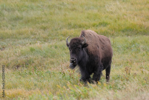 Bison stands in a grassy field, facing forward. Its dark fur contrasts with the green and brown grass. The animal looks calm, slightly alert. Sunlight glows softly over the open plain