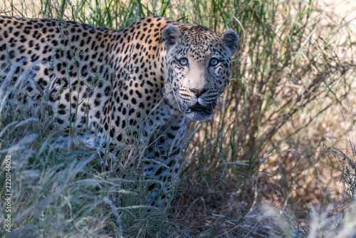 Fotografie Leopard Peering Through Tall Grass