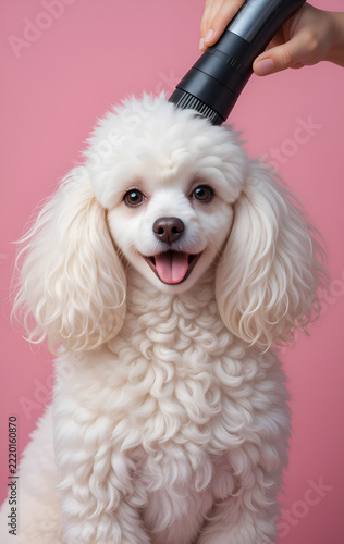 cute happy white Poodle around soft pink background with trimming tools. conceptual Digital artwork. Ai generated