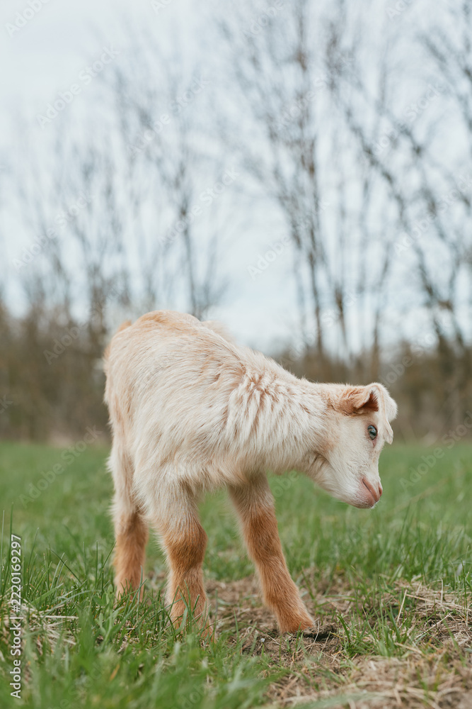 Naklejka premium Goat kid grazes in a green pasture, curious gaze and soft coat, peaceful countryside scene with bare trees in the background, illustrating gentle farm life and natural wildlife.