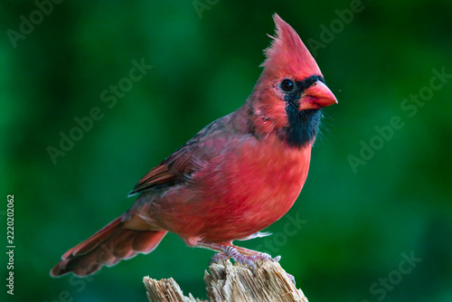 Male Northern Cardinal perches on a log.