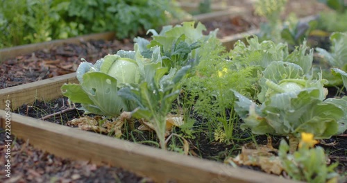 At shot start camera is pulling back and panning right, showing cabbage, dew on raised bed