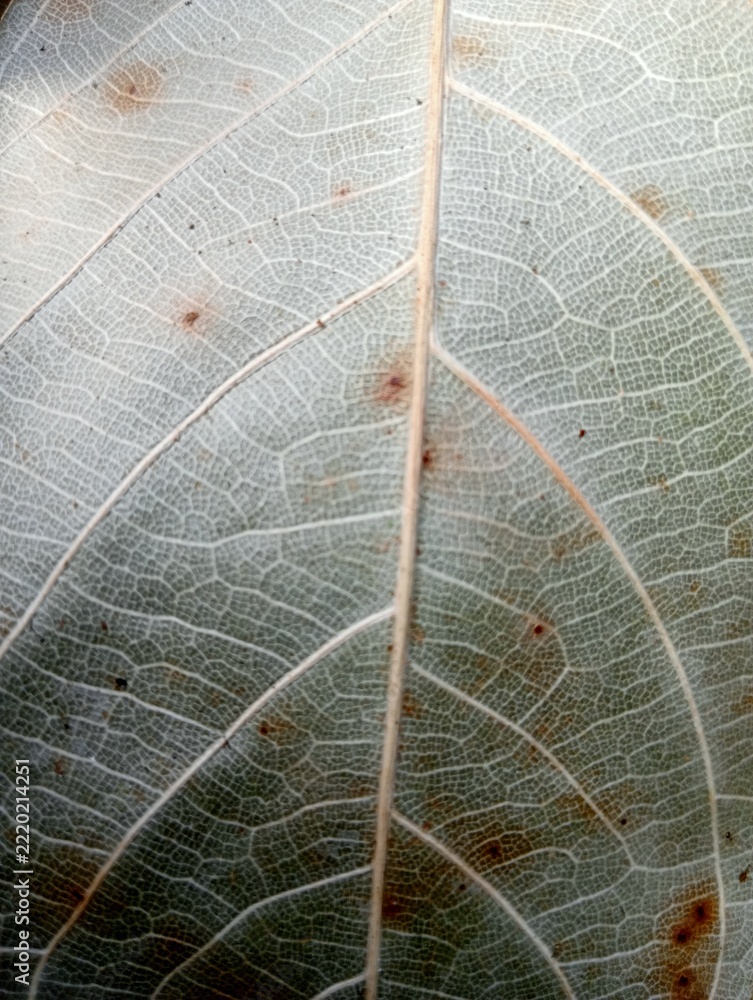 Obraz premium close up of a leaf