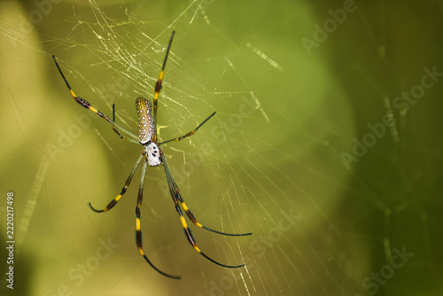 Golden Silk Orb Weaver Spider Trichonephila Clavipes Resting on Intricate Web with Green Background