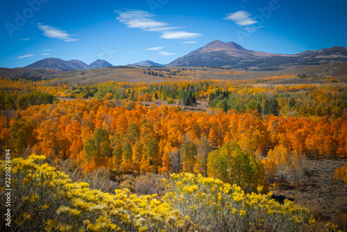 Fall Colors in Hwy395, California