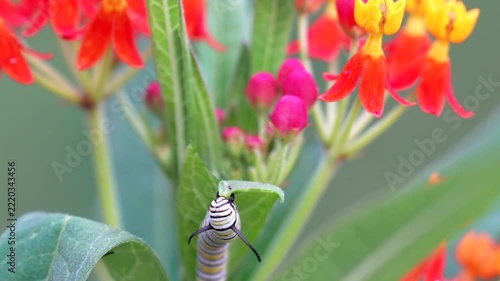 a monarch caterpillar is chewing on the leaves of a colorful milkweed plant blooming in reds, pinks and yellows