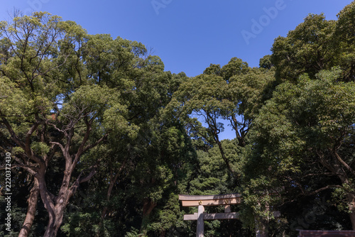 都心散歩　神宮の森