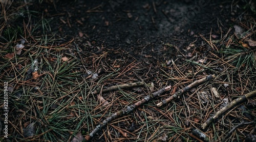 Dry pine needles and twigs covering dark forest floor in autumn