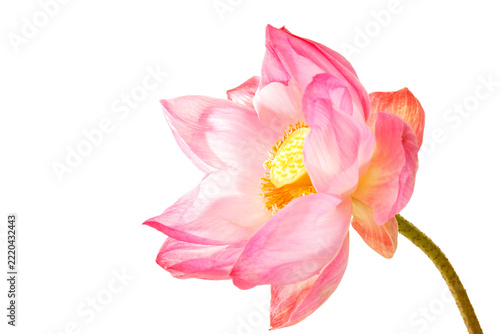 Beautiful Pink Lotus Flower with Yellow Center and Green Stem Isolated on White Background
