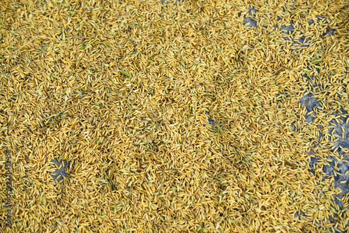 Overhead View of Yellow Flower Petals and Green Grass on Ground Surface