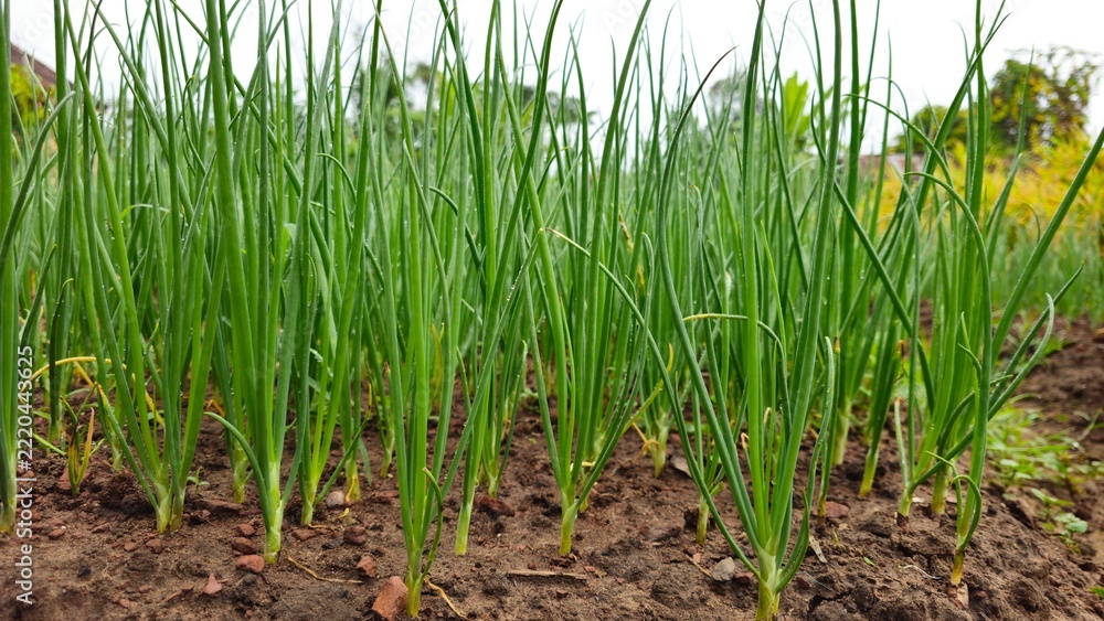 Fototapeta premium Green scallions growing in sacks in a home vegetable garden. Green Onions Growing in Soil Filled Sacks on a Small Vegetable Farm