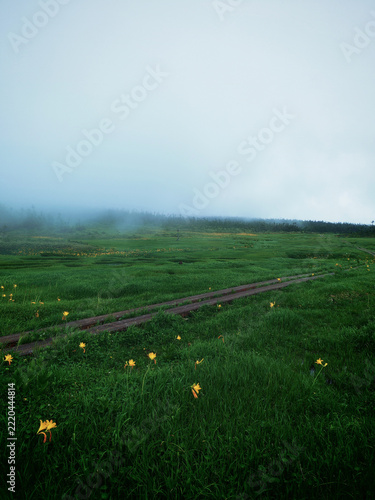 Misty landscape with dirt path winds through lush green field dotted with yellow wildflowers, creating serene and tranquil atmosphere under cloudy sky