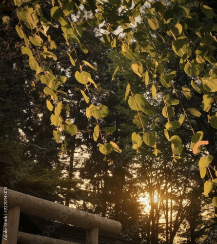 Sunlight filters through lush green leaves, creating serene and tranquil atmosphere in forest setting. warm glow of sun enhances natural beauty of scene, evoking sense of peace and calm