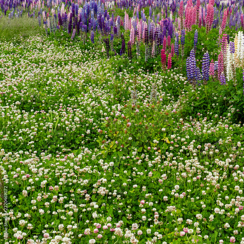 Lupinus polyphyllus in the garden or field Lupinus polyphyllus flowers
