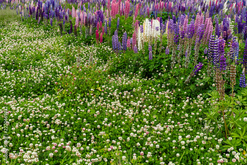 Lupinus polyphyllus in the garden or field Lupinus polyphyllus flowers
