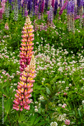 Lupinus polyphyllus in the garden or field Lupinus polyphyllus flowers
