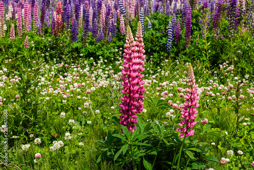 Lupinus polyphyllus in the garden or field Lupinus polyphyllus flowers