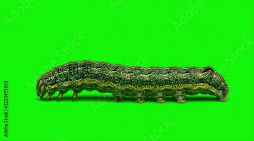 Green caterpillar crawling on green chroma key background.