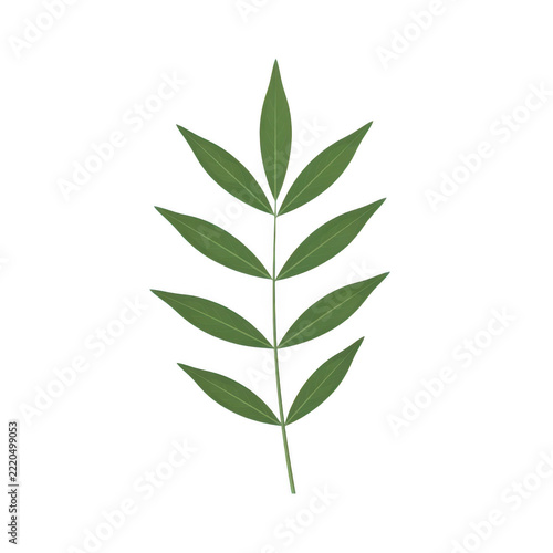 Simple green leaf branch illustration for design isolated on transparent background