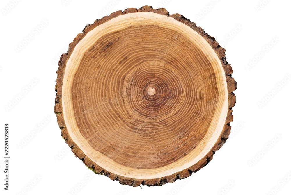 Fototapeta premium Rustic wood slice cross section, tree trunk annual rings, natural timber texture