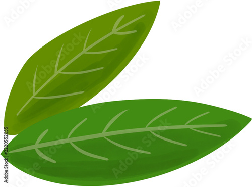 green leaf isolated on white