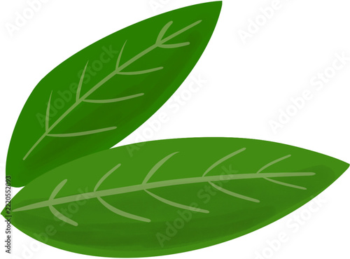 green leaf isolated on white background