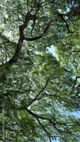 巨大な木々の枝葉が空一面に広がっている、下から見上げた景色、パンショット