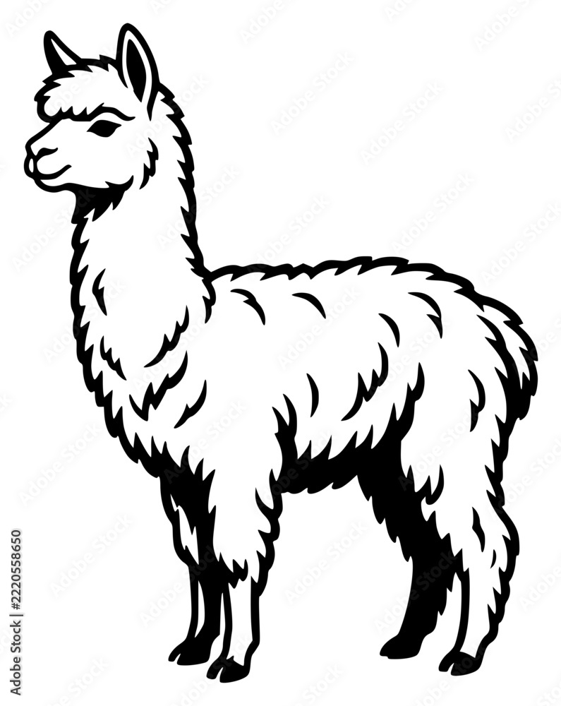 Fototapeta premium Alpaca standing profile monochro… set with simple line art design featuring sketches, drawings, vector graphics with minimalist and simple illustrations