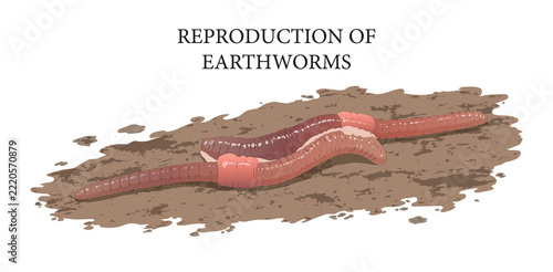Illustration of the mating process in earthworms