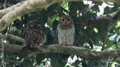 The Spotted Wood-Owl is a large owl that often conceals itself within the dense shade of the trees.
