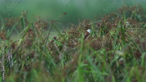 White-headed Munia in a rice field in rural Thailand.