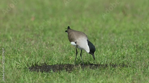 The River Lapwing typically prefers areas near water or clean streams.