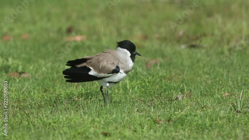 The River Lapwing typically prefers areas near water or clean streams.