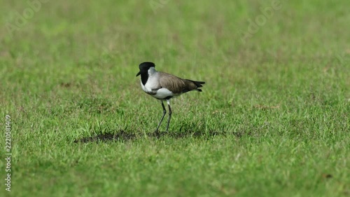 The River Lapwing typically prefers areas near water or clean streams.
