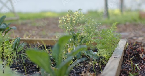 Camera is pulling focus, revealing blooms in raised bed, breeze is swaying plants and dew glint