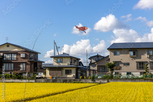 秋の水田と鳥よけの凧