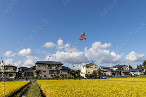 秋の水田と鳥よけの凧