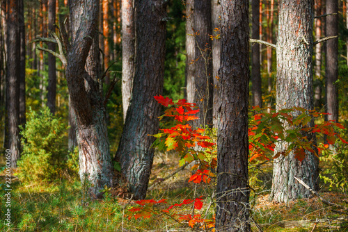 Kolorowa jesień w Puszczy Knyszyńskiej, Podlasie, Polska