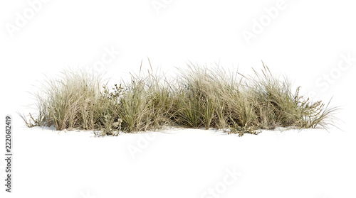 Winter Dune Grass Tufts on White Snow Background